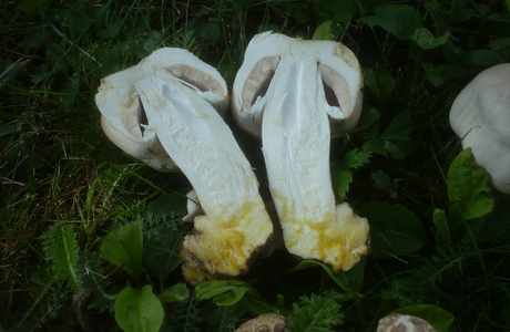 Karbol-Egerling (Agaricus xanthoderma) - © Gerhard Koller